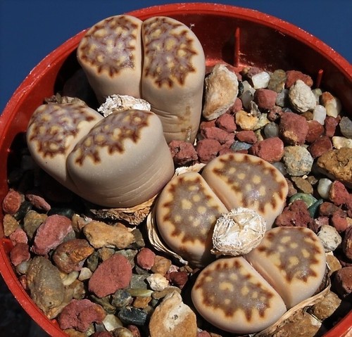 Graines lithops julii - julii,