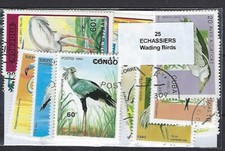 Animaux Oiseaux Echassiers 25