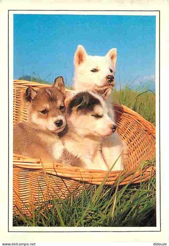 Carte postale animaux - carte,