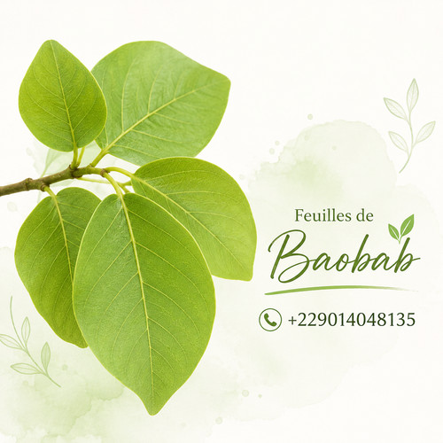 Les feuilles baobab - de,