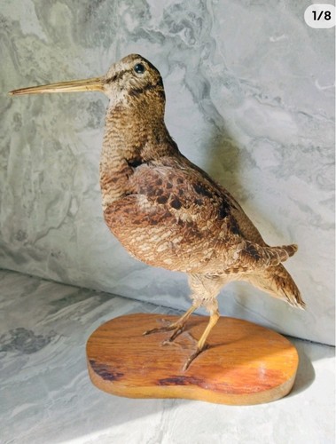 Taxidermie chasse - taxidermie,