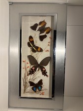 Cadre Papillons Naturalisés