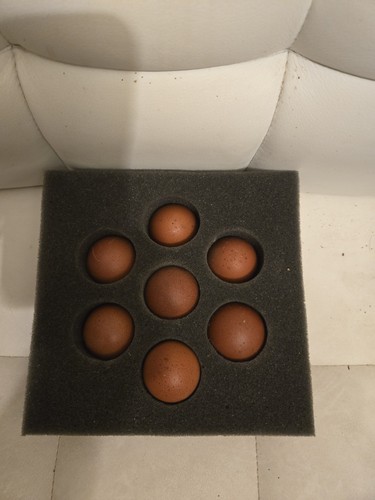 Fertile maran hatching - maran,