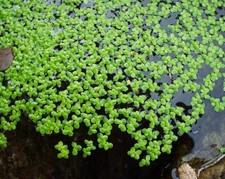 20 x 20 cm 1000  lentilles d