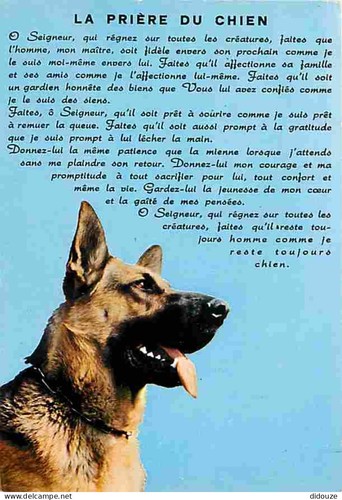 Postcard animals dogs - -,