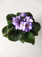 Bouture Saintpaulia Inova