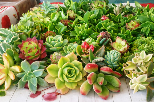 Lot plantes grasses - ⭐lot,