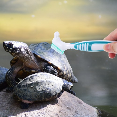 Brosse nettoyage tortue - , de