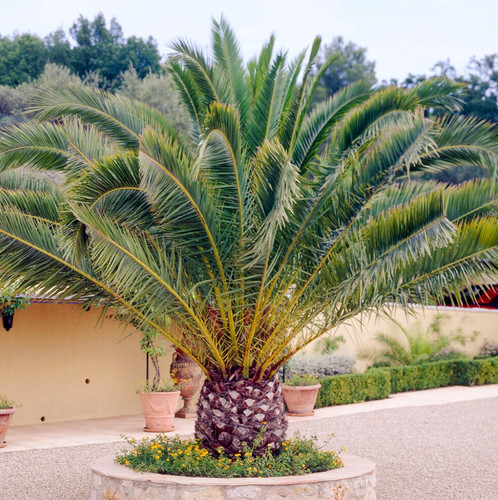 Live canary island date - date, palm