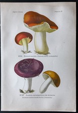 1891 - Planche couleur