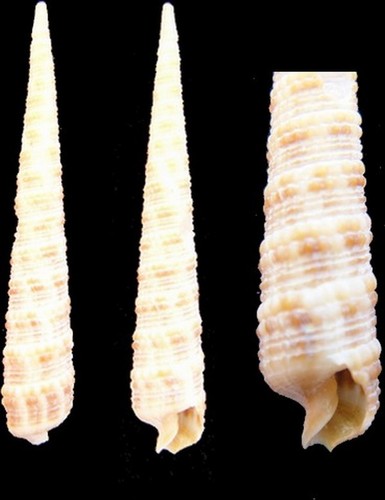 Coquillage collection - de,