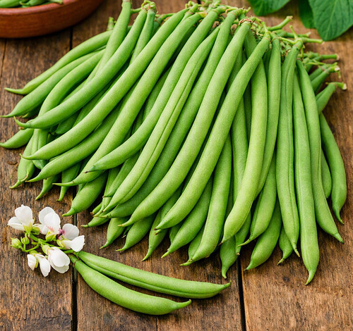 Graines haricot vert - 30,