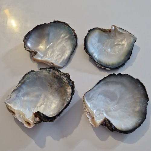 Huîtres tahiti brutes non - huÎtres,