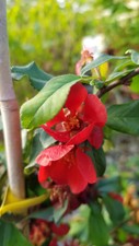 Chaenomeles x superba 'Crimson and Gold' / Cognassier du Japon rouge / Conten...