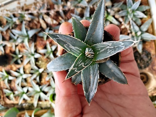 Agave nickelsiae