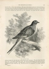 1878 THE PASSENGER PIGEON BIRD Antique Engraving Print Cassell