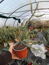 cylindropuntia kleiniae cactus pot14cm  wysiwyg