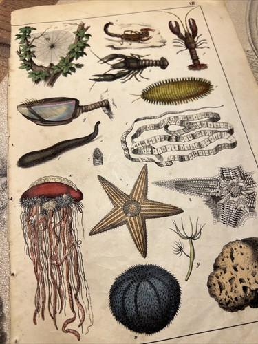 Biologie méduse lithographie - méduse,