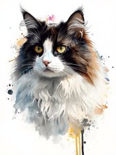 Photo A4 Bicolor Maine Coon