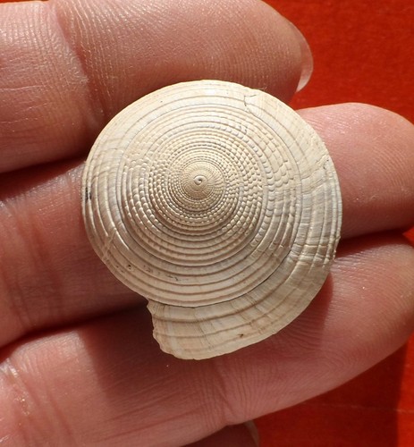 Gastéropode fossile miocène - fossile,