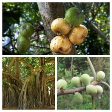 Pack figues - 3 variétés - assortiment ficus - 75+ graines - graines - V 104