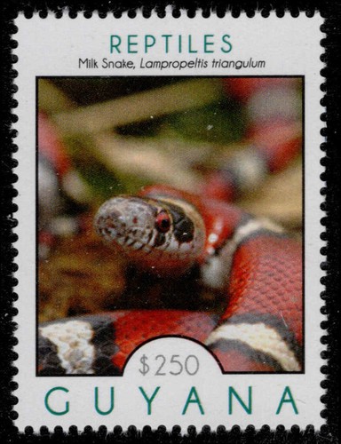 Guyana 4103d milk snake - 4103d,