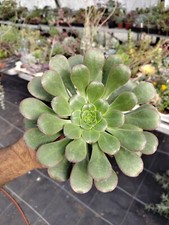 Aeonium undulatum big lovely