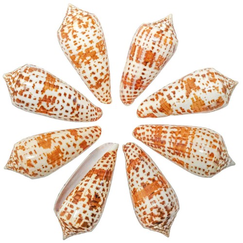 Coquillages conus lynceus