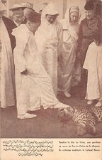 Morocco - During the feast of the throne, a panther escaped from the zoo of the Palace of H.M.