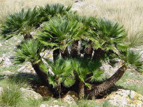 Graines palmier chamaerops - graines, (chamaerops