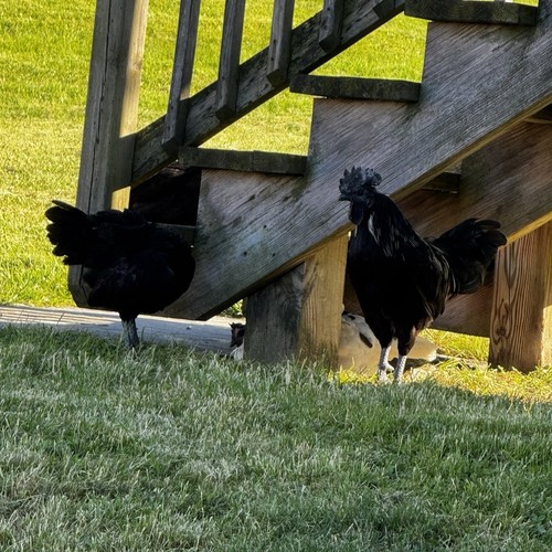 Ayam cemani hatching eggs - cemani,