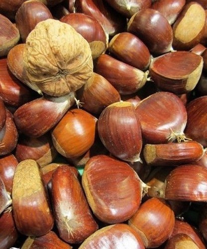 Chataignier maraval - chataignier, 'maraval'