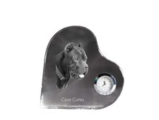 Cane Corso, Chien Corso