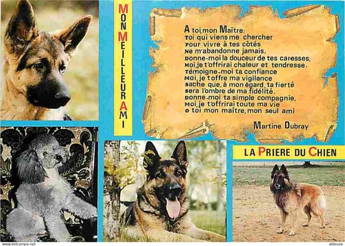 Postcard animals dogs - -,