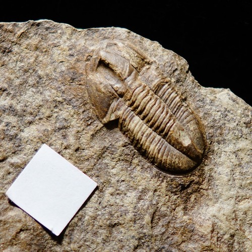 Rare magnifique fossile de - rare,