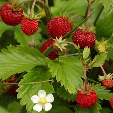 Fraise des bois - Fragaria