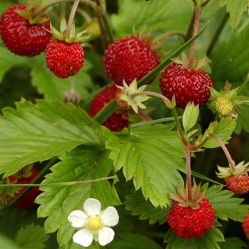 Fraise des bois fragaria - fraise,