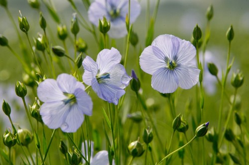 500 graines lin bleu - graines,