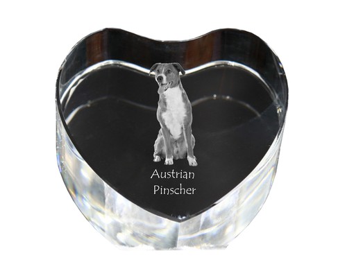 Pinscher autrichien image de - autrichien,