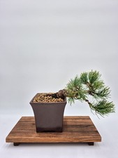 Bonsaï de Pinus Pentaphylla