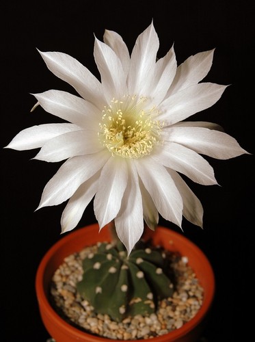 Graines echinopsis - de,