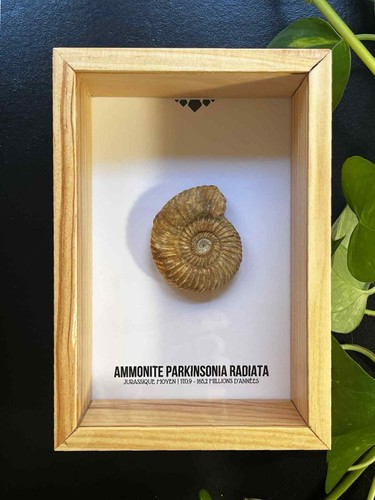 Ammonite parkinsonia - 🐙,