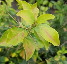 Dovyalis caffra (De semis) /