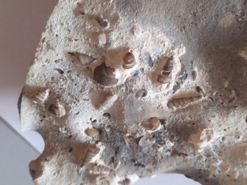 Fossile gastéropodes - fossile, de