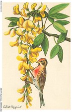 ARRP7-0448-ILLUSTRATEUR  - CALVET-ROGNIAR - Fleurs - oiseau - CYTISE - SIZERIN