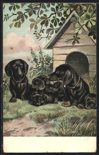 Carte postale artiste teckel - carte,