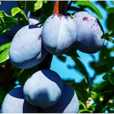 Prunier quetsche d'Alsace /15