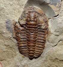 TRILOBITE ORDOVICIEN DU MAROC