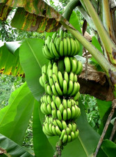 3 graines BANANIER DU PARADIS (Musa Paradisiaca)H239 BANANA SEEDS SAMEN SEMILLA