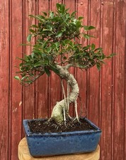 BONSAÏ FICUS RETUSA  FICUS